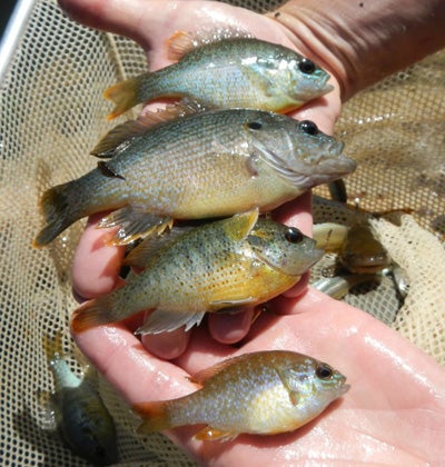 Bream (Sunfish) In Alabama