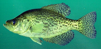 Black Crappie  Outdoor Alabama