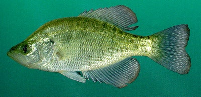 Crappie  Outdoor Alabama