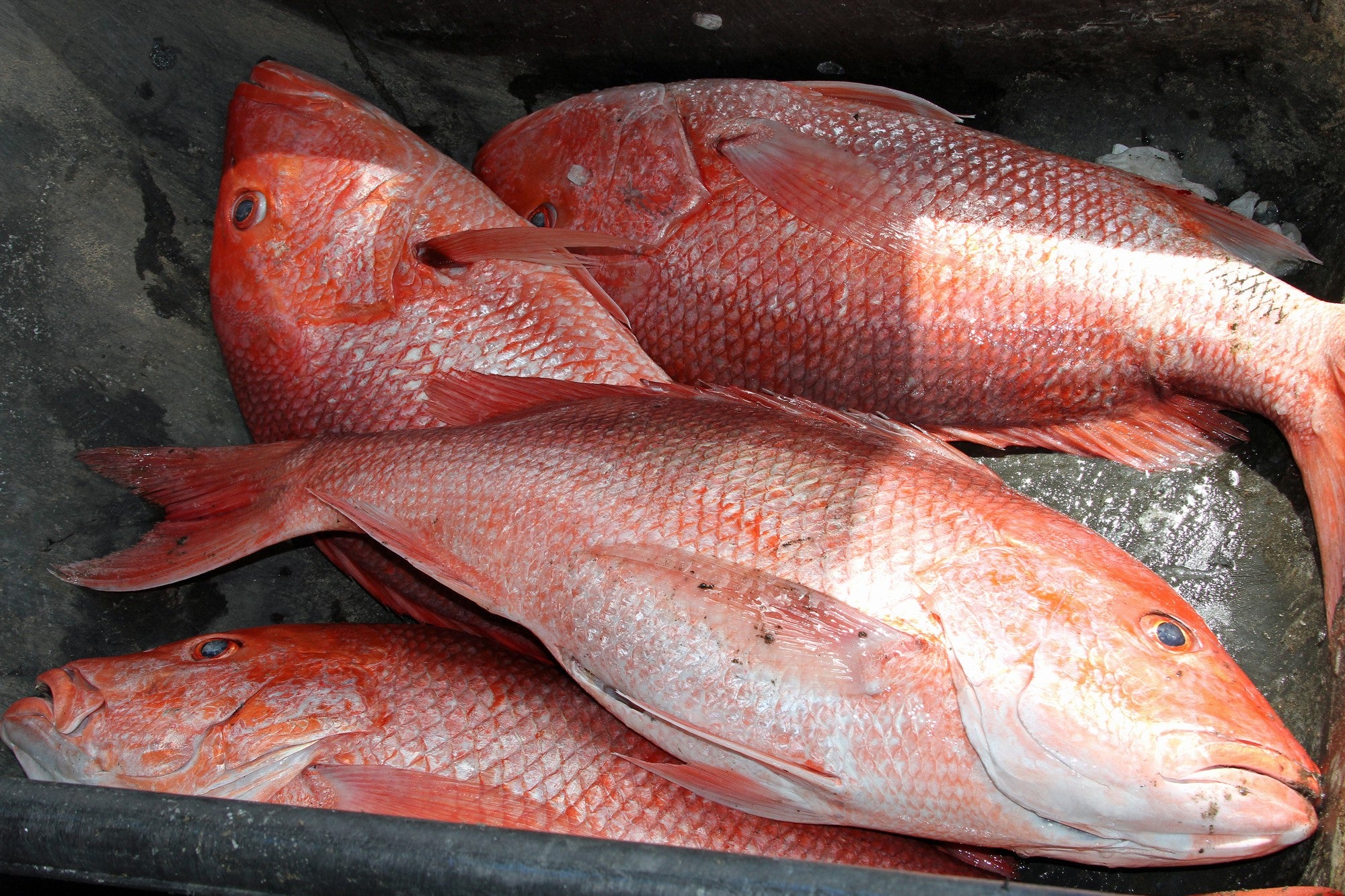 Federal For-hire Red Snapper Fishing Begins June 1
