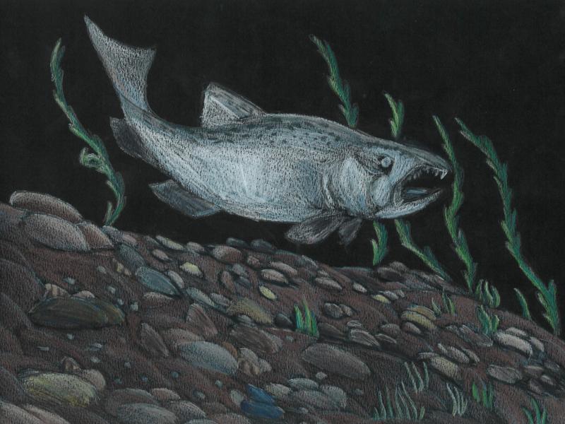 Fish Art Contest Project
