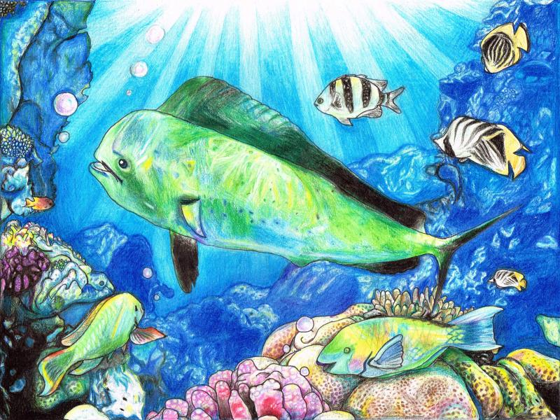 Fish Art Contest Project