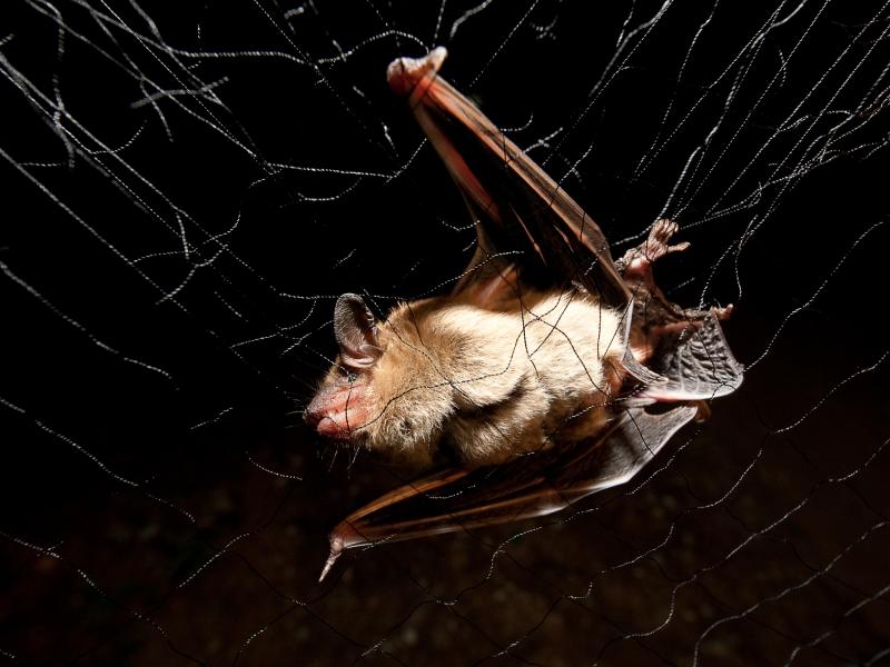 Alabama Bat Monitoring and Conservation | Outdoor Alabama
