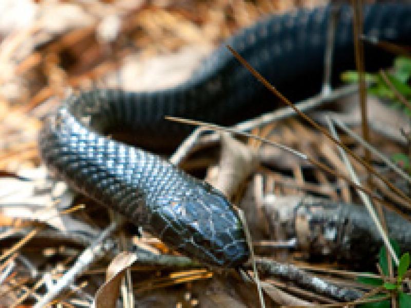 Eastern Indigo Snake