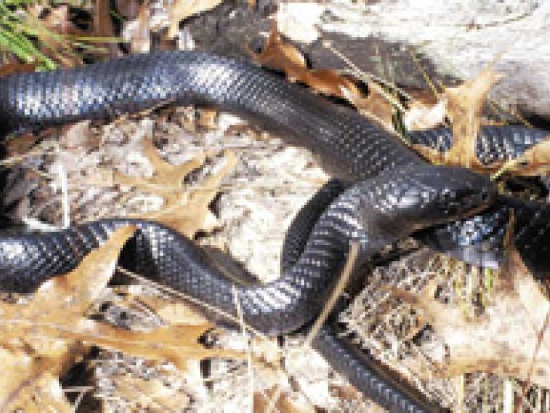 Alabama: Eastern indigo snake found in the state for just the