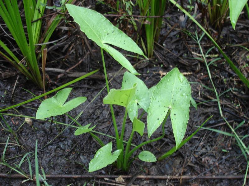 Arrowhead | Outdoor Alabama