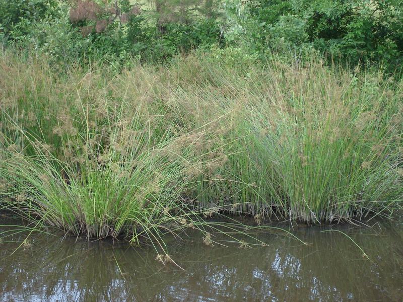 Bulrush | Outdoor Alabama