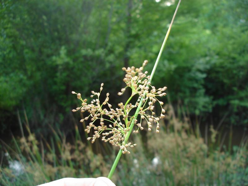 Bulrush | Outdoor Alabama
