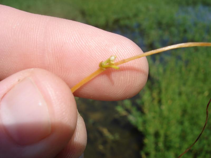 Dodder | Outdoor Alabama