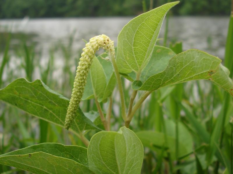 images of lizard tail plant