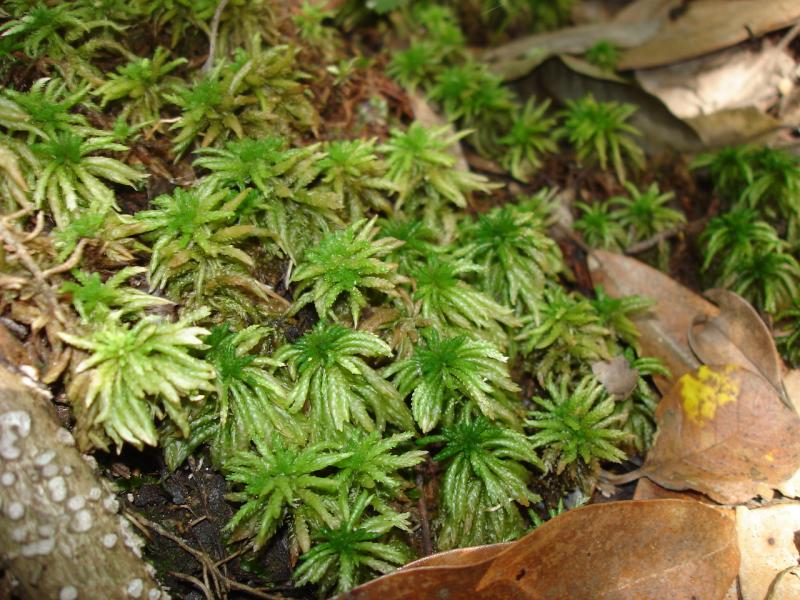 Sphagnum Moss  Outdoor Alabama