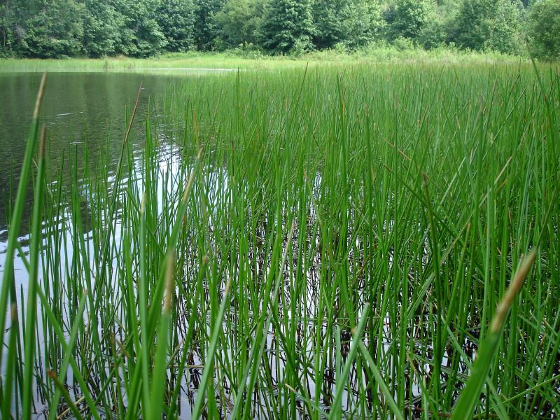 Squarestem Spikerush | Outdoor Alabama