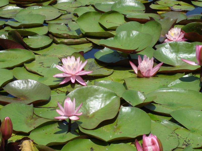 Fragrant Water Lily | Outdoor Alabama