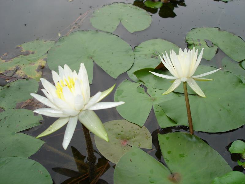 Fragrant Water Lily | Outdoor Alabama