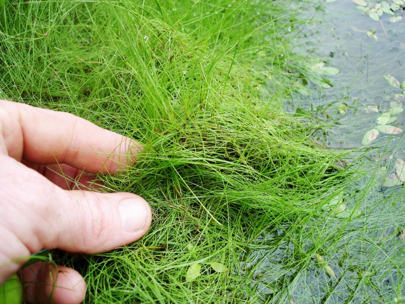 Rushes of various types, all having slender green stems — Green