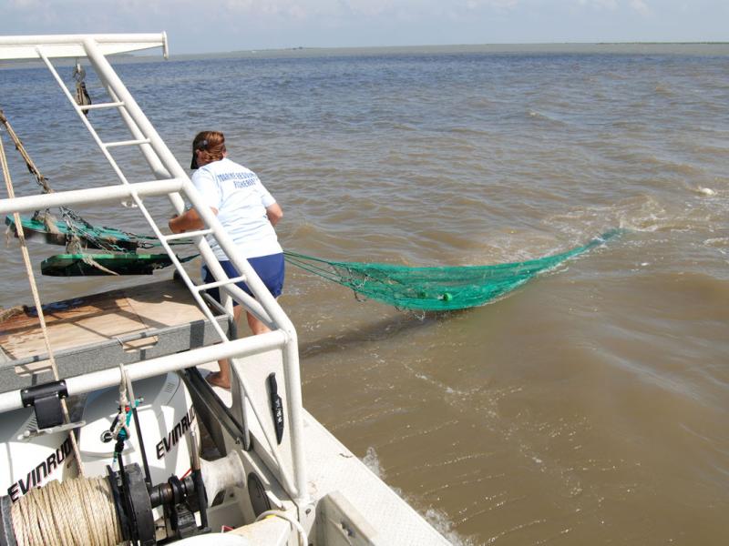 Trawl Sampling  Outdoor Alabama
