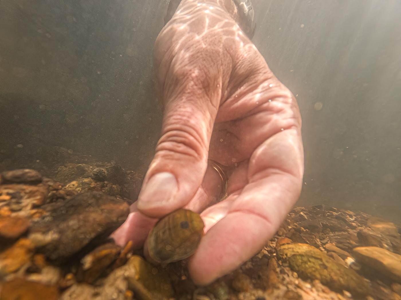 It Takes a Village to Clean a River: Habitat restoration and mussel recovery on the Paint Rock