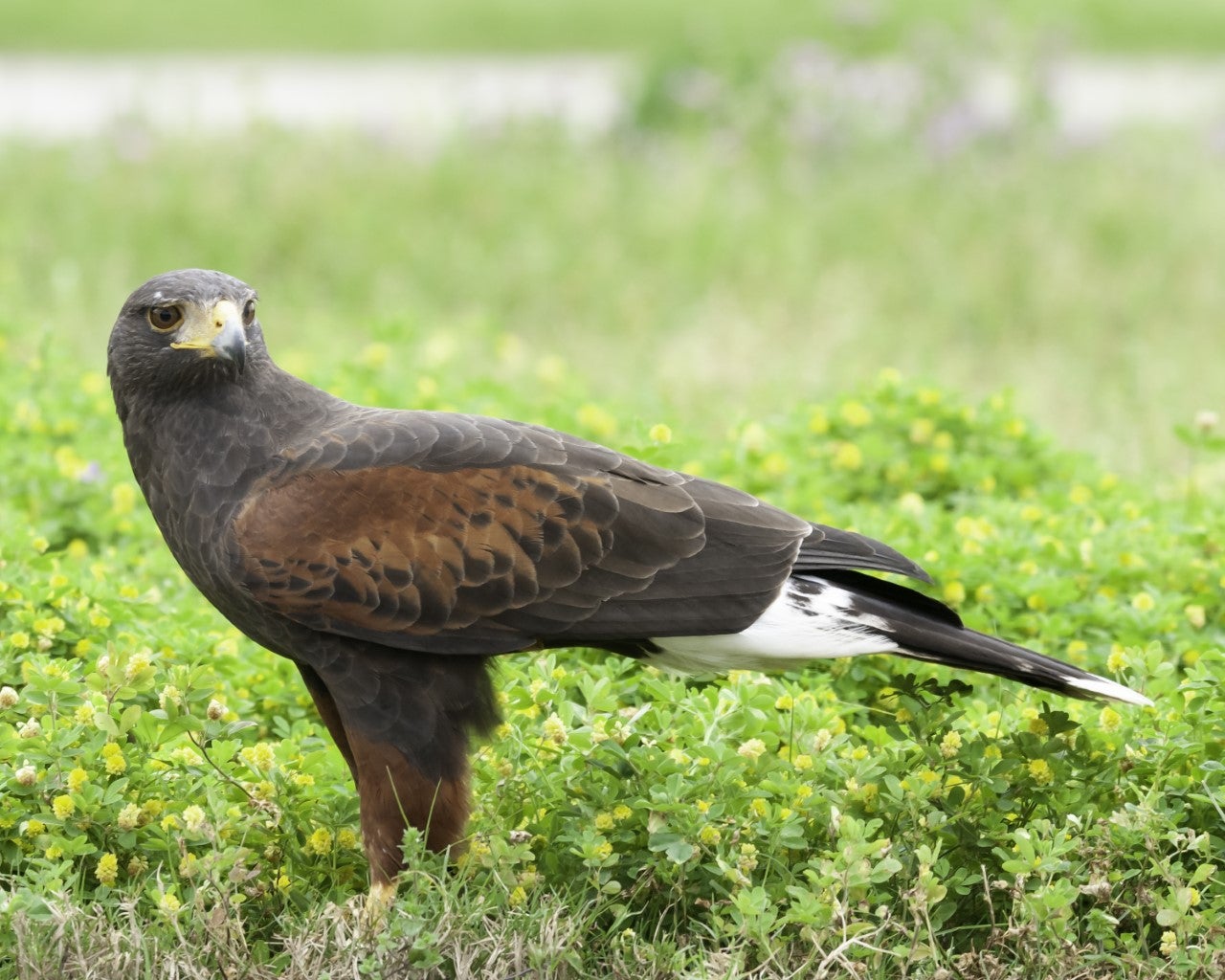 Fins, Feathers and Flowers 2020 kicks off with a Conservation Fair with representatives from various conservation organizations and a live bird presentation featuring a Harris’s hawk.