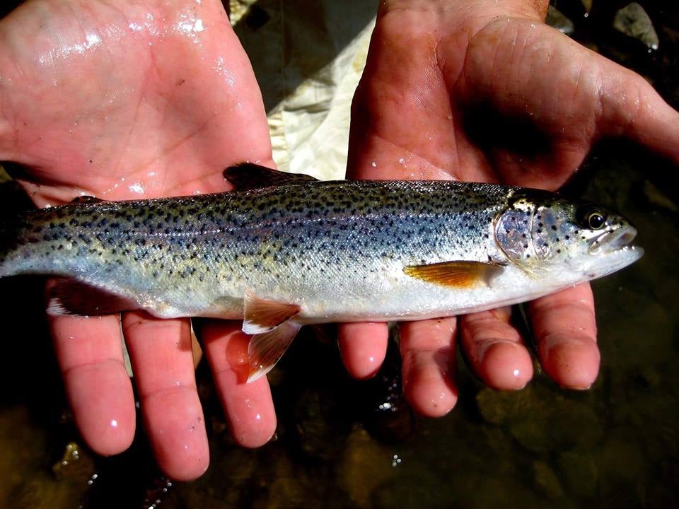 Walker County Public Fishing Lake to be Stocked With Rainbow Trout